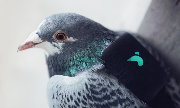 Twitter and Paris’ Plume Labs launch pigeons with air pollution sensors over skies of London